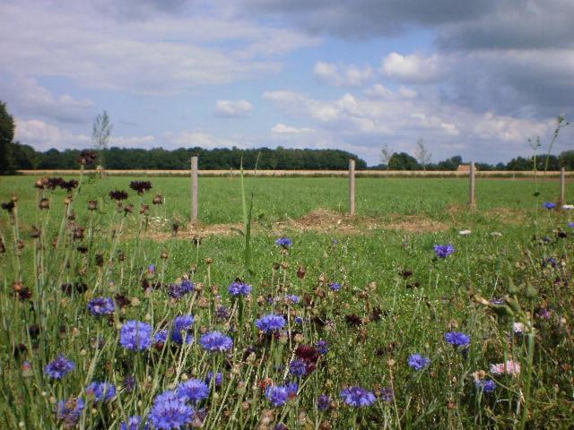 לינה וארוחת בוקר Onstwedde Pipowagen Lidewei Groningen Westerwolde Unieke Ligging Met Eigen Tuin En Vrij Uitzicht Over Veld Naar Natuurgebied מראה חיצוני תמונה