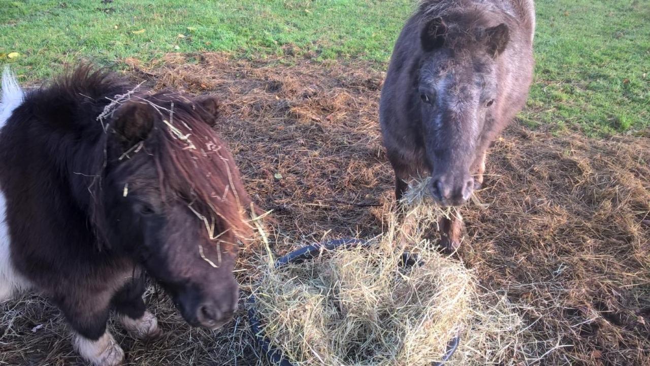 לינה וארוחת בוקר Onstwedde Pipowagen Lidewei Groningen Westerwolde Unieke Ligging Met Eigen Tuin En Vrij Uitzicht Over Veld Naar Natuurgebied מראה חיצוני תמונה